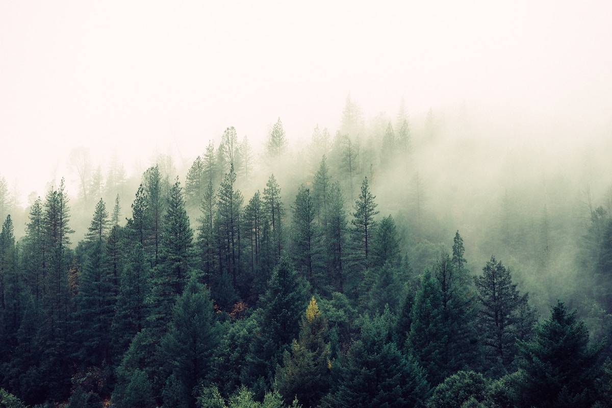 Misty evergreen forest with fog rolling through the treetops